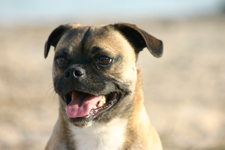 Fremdeinkreuzung bei Hunden. Portrait von Bulldoggen Terrier Mix Tobi am See.
