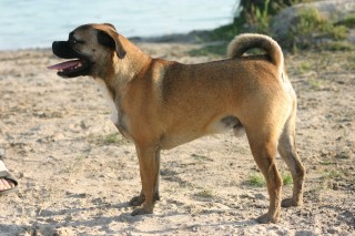 Fremdeinkreuzung bei Hunden. Bulldoggen Terrier Mix Tobi am See.
