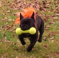 Französische Bulldogge Toni