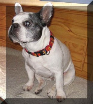 Französische Bulldogge Anni