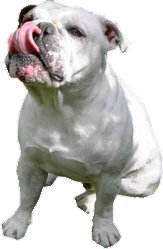 Gesunde Bulldoggen
