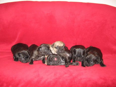 Französische Bulldoggen Welpen