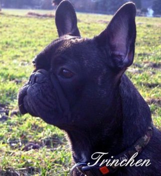 Französische Bulldogge - Trinchen