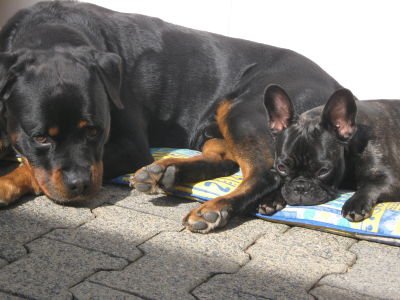 Französische Bulldogge - Trinchen