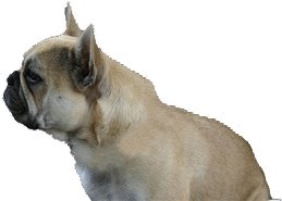 Französische Bulldogge Uschi - Fragebogen