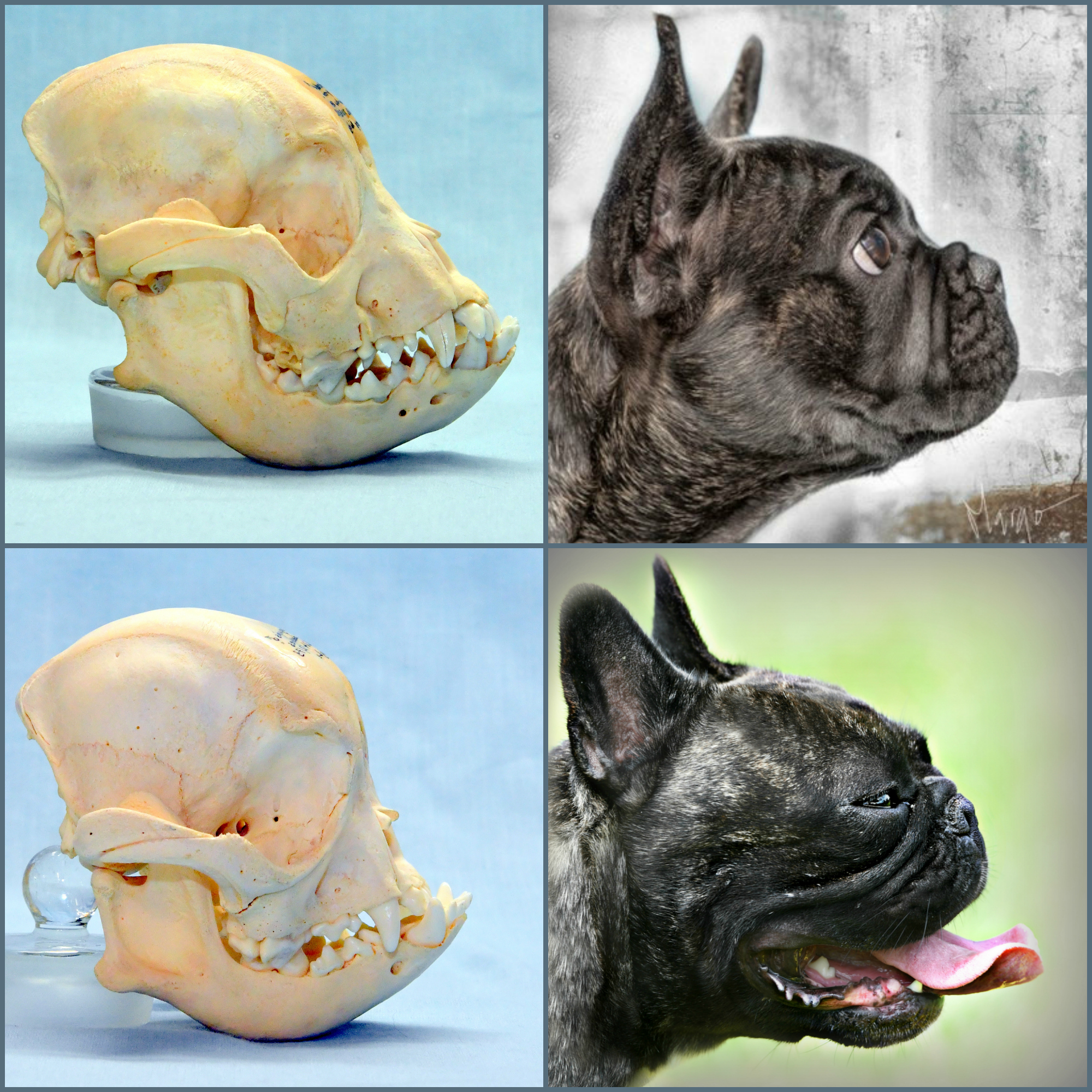 frenchie Collage schdel foto