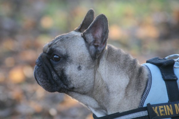 lange nase französische bulldogge mit nase 2