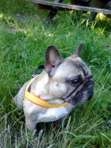 Französische Bulldogge Gisela