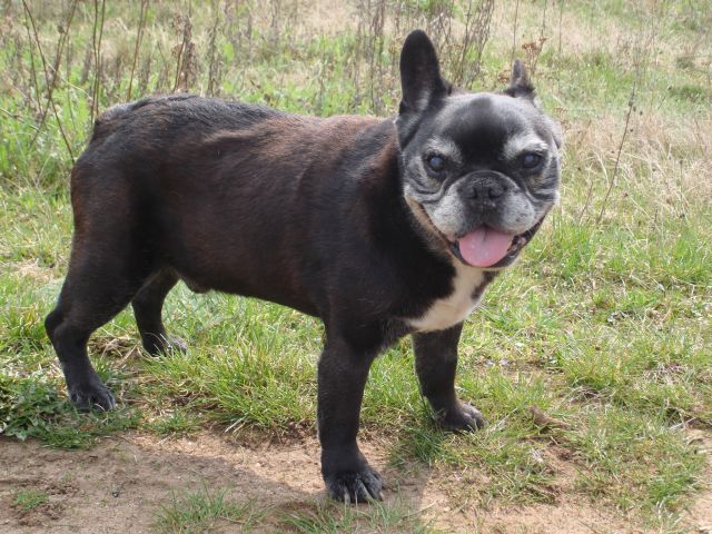 Französische Bulldogge - Harvey alt