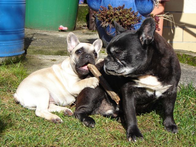 Französische Bulldoggen - Harvey und Alfons