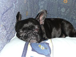 Französische Bulldogge Loona Französische Bulldogge Loona